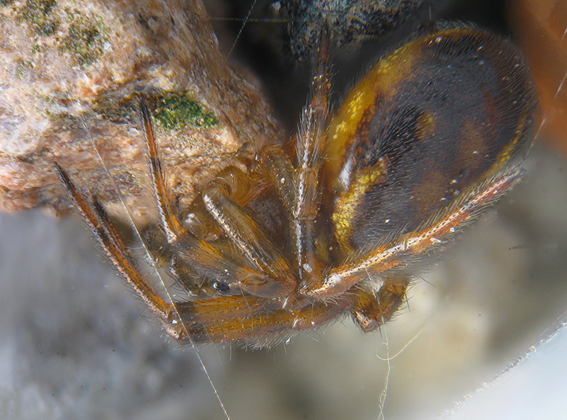 Steatoda bipunctata - Sumirago (VA)